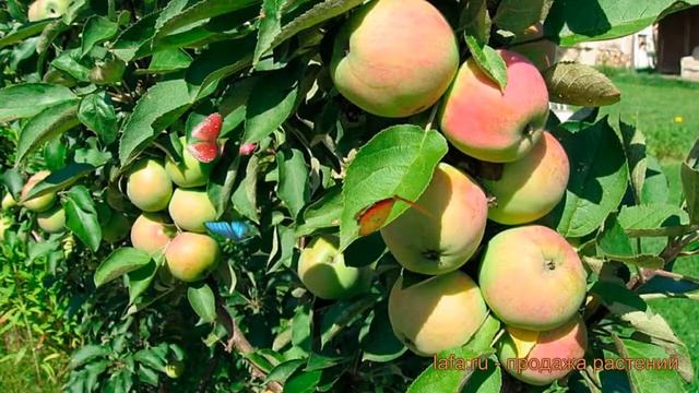 Яблоня колоновидная Сенатор (malus senator) ? Сенатор обзор: как сажать, саженцы яблони Сенатор