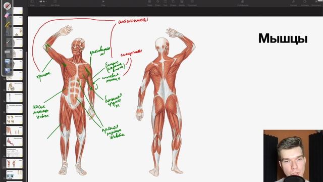 6.19. Основные мышцы человека | Анатомия к ЕГЭ | Георгий Мишуровский
