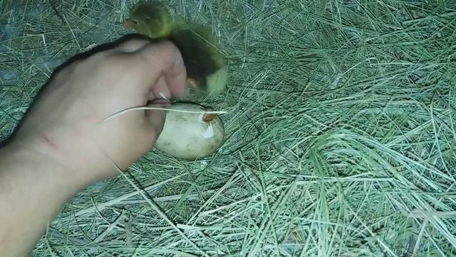 ВЫВОД ГУСЯТ ПОД ГУСЫНЕЙ! СКОЛЬКО ИХ БУДЕТ?