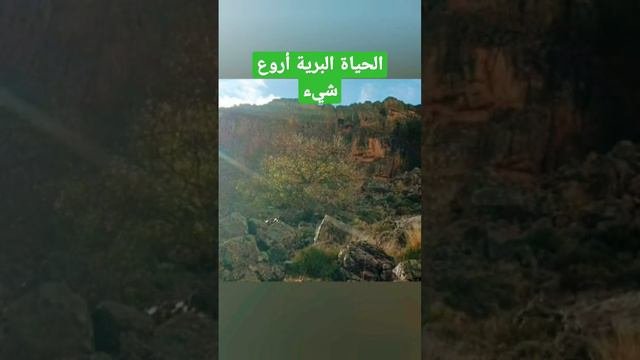 الحياة البرية أروع شيء/#البرية #برية #المغرب #مغربي #أسود_أطلس #مغربي_في_تركيا