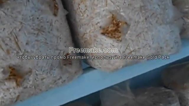 вешенка; сколько нужно мицелия на блок 10 кг