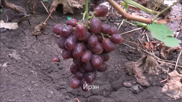 Ирэн