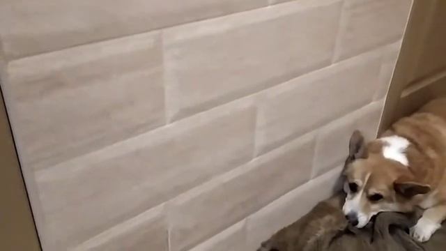 Чем лучше отделать стены в прихожей? Чем лучше отделать коридор, если у вас есть собака?