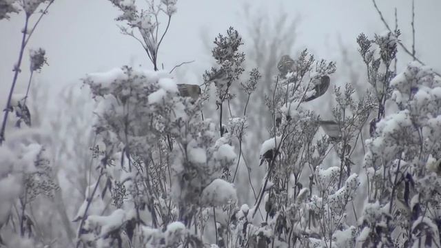 На канале "Уральские Бродни" 100000 подписчиков!