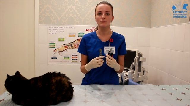 Как подстричь кошке когти