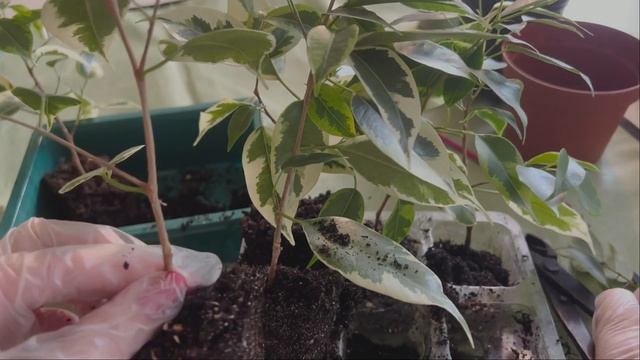 №53. Фикус Бенджамина. Формируем 3 вида кроны. Этап 2. Пересадка черенков в основной горшок.