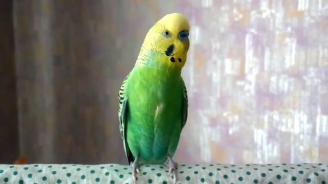 ВЕСЁЛОЕ ПЕНИЕ ВОЛНИСТОГО ПОПУГАЯ