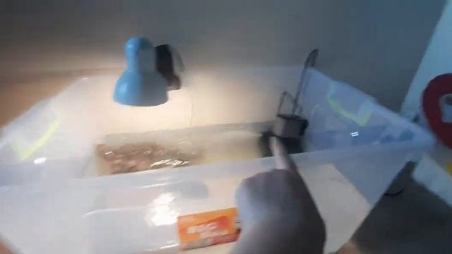 Уход за животными🐕🐽🐽🐢🌿