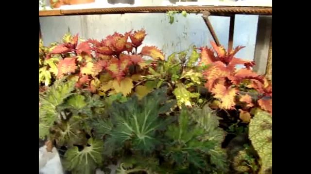 Как создать бизнес на цветах с нуля (делюсь опытом).