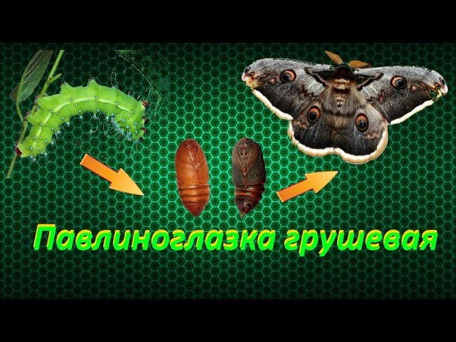 Павлиноглазка грушевая вывелась из куколки  / как вывести бабочку дома