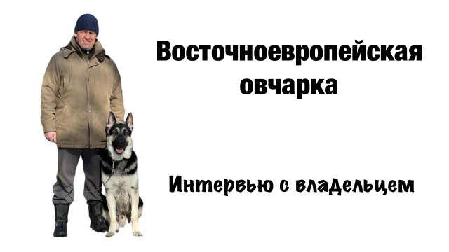 Восточноевропейская овчарка (ВЕО). Интервью с владельцем.