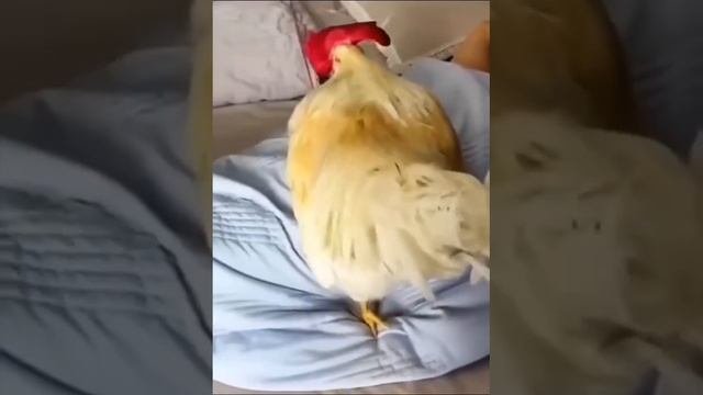 Экстремальный будильник ?