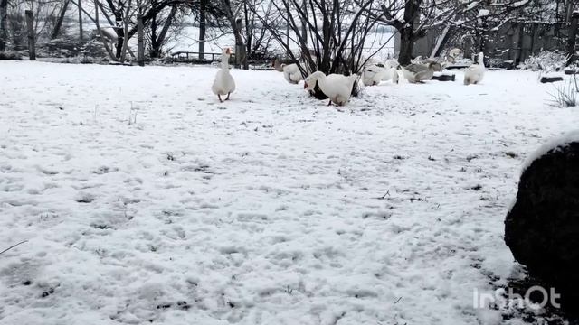 САМАЯ ОГРОМНАЯ ПОРОДА ГУСЕЙ! ГУСИ ВЕЛИКАНЫ ПО 15 КГ! ОЧЕНЬ КРАСИВЫЙ И КРУПНЫЙ ГУСЬ! МУСКУСНЫЕ УТКИ