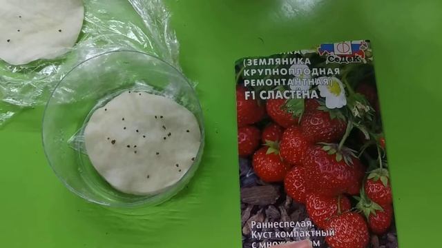 Выращивание земляники ремонтантной из семян