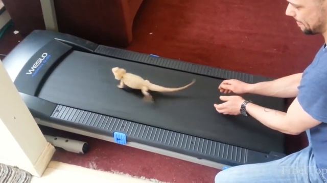 Удивительные животные и насекомые