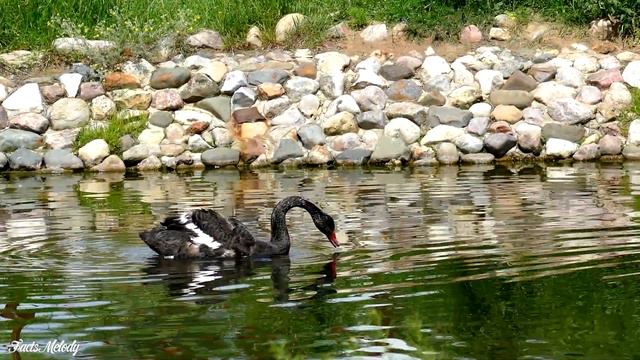 "ДОРОГА В НЕБЕСА" Три месяца я слушала только эту музыку... Слушайте и прочувствуйте эти мелодии #1