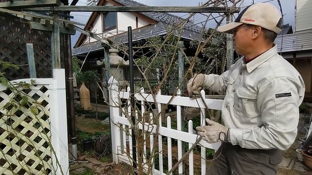 【つるバラの剪定・誘引】返り咲くつるバラをポールに仕立てる方法