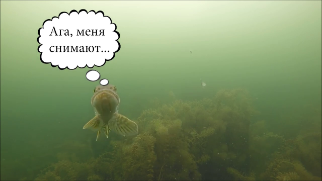 Рыбалка на жерлицы. Атаки щуки на мелководье. Подводная камера.