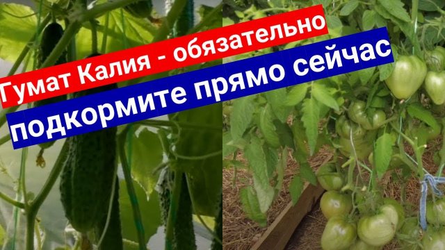 Важная подкормка Калием огурцов и томатов в августе. Как лучше дать Гумат Калия: по листу или корень