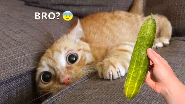 Лучшие смешные видео про кошек и собак 2022, которые заставят вас смеяться весь день ??