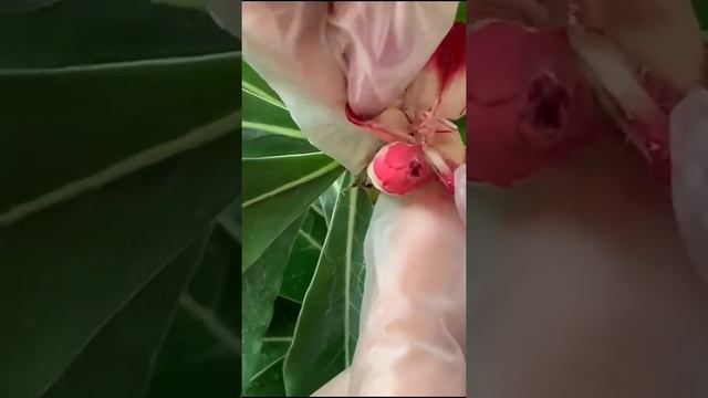 Опыление адениумов