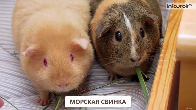 Животные живого уголка