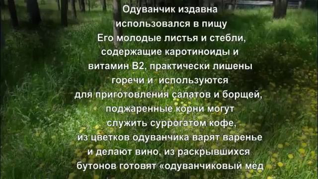 Секреты одуванчика. Рассказы о растениях