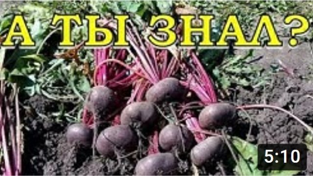 СВЕКЛА: когда правильно убирать урожай????