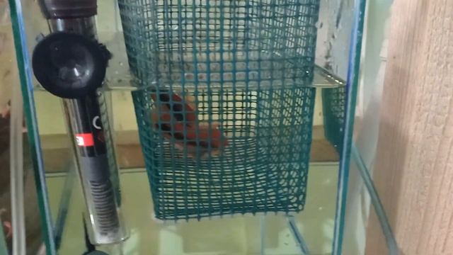 Меченосец беременная самка Как разводить меченосцев Меченосцы размножение