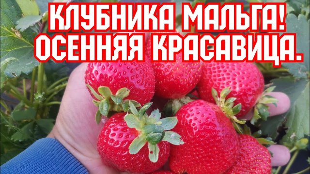 Клубника МАЛЬГА, осенняя красавица!