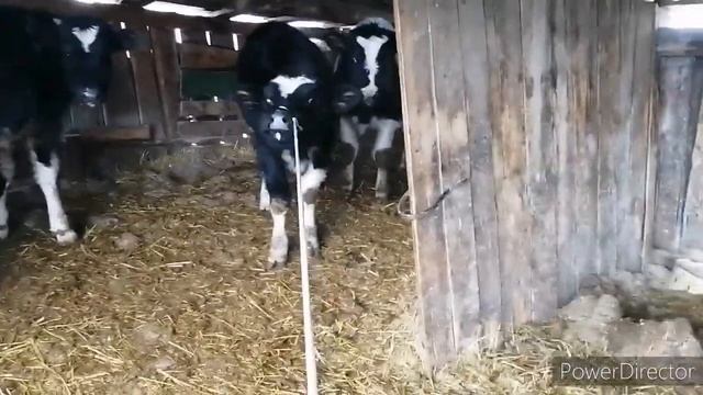 Ставим Ивермек бычкам