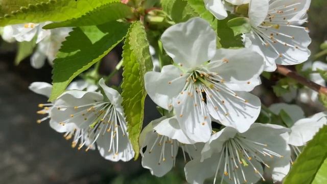 АСМР ASMR звуки природы шепот и цветы