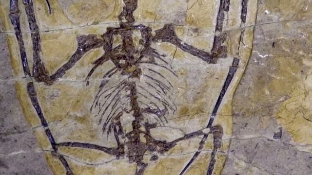 сквозь сказочный сон