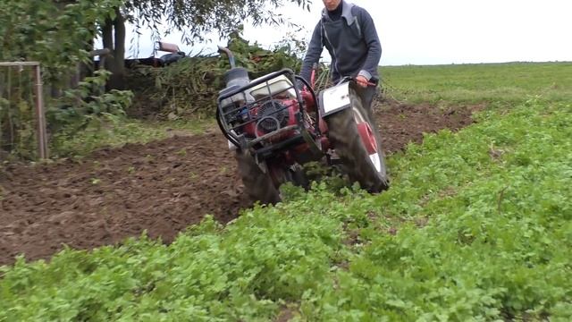 Запахиваем горчицу как сидерат