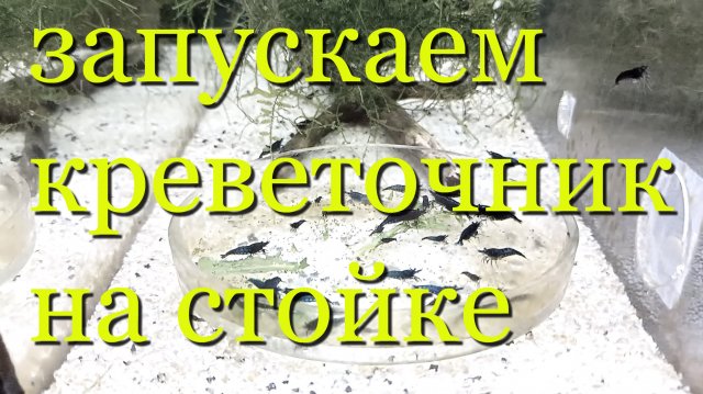 Пошаговое руководство по запуску креветочника для каридин и неокаридин с нуля на стеллаже