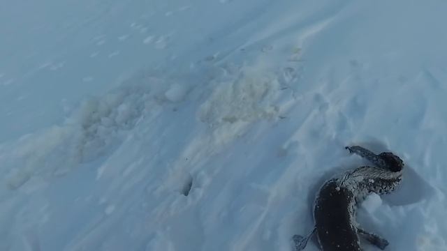 Рыбалка! Ловля налима зимой. Якутия. 28/11/21