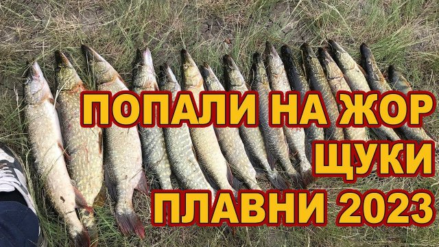 ПОПАЛИ НА ЖОР ЩУКИ // ПЛАВНИ  /// Рыбалка на Кубани 2023 /// Выпуск № 34