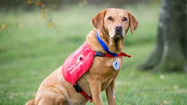 Самые необычные собачьи профессии