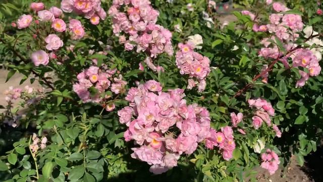 Мускусные розы.