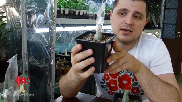 Прививка адениумов Зачем нужна и как сделать?