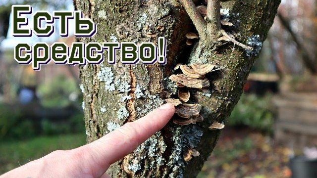 Средство в миг избавит ваши яблони от мха лишайников и грибков! Железный купорос для деревьев осенью