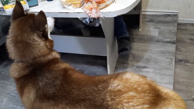 Хаски выпрашивают ЕДУ у Хозяина/ Чем кормим ЩЕНКА ЛАКИ