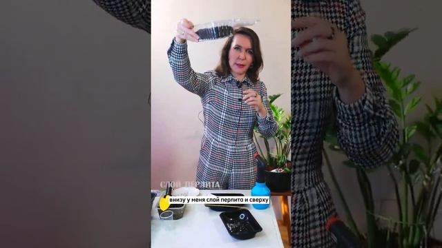 Выращивание котовника из семян.