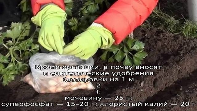 Пошаговая инструкция по подготовке грядки под лук осенью