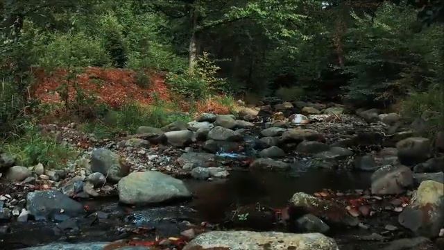 Лесной ручей. Завораживающая красота природы. Эстетика природы