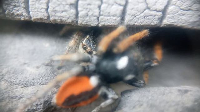 Mating of spiders