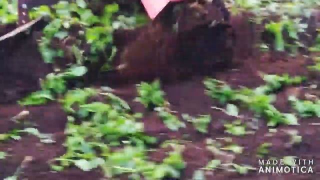 Плуг из балона . Самодельный плуг . Плуг для мотоблока Кентавр .