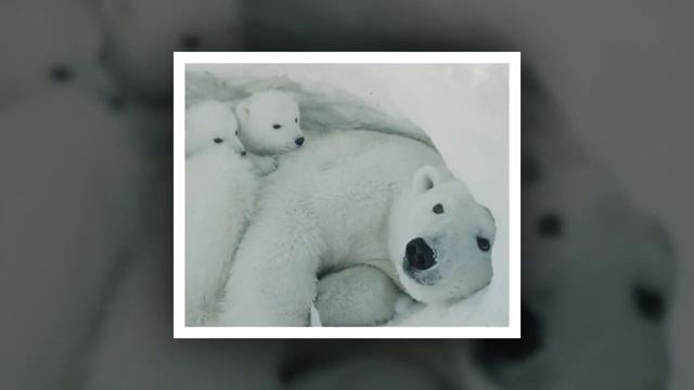 ?НОВИНКА! ОЧЕНЬ интересный СЛАЙД! Полярные медведи | Рассказ 2021