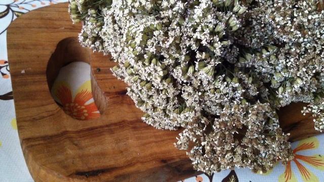 Тысячелистник: - какие болезни лечит,польза и возможный вред тысячелистника.