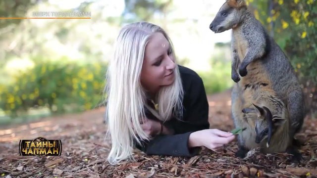 ВВЕРХ ТОРМАШКАМИ. Эфир программы Тайны Чапман от 14.02.2024